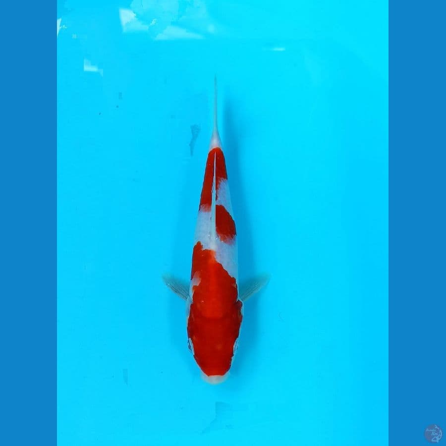 kohaku 21cm