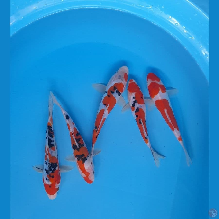 mix doitsu 17-20 cm