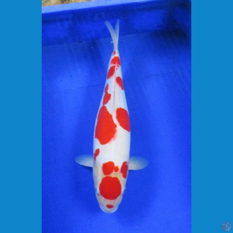 doitsu kohaku sakura ±38cm