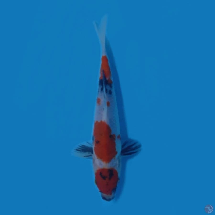 16.Cm