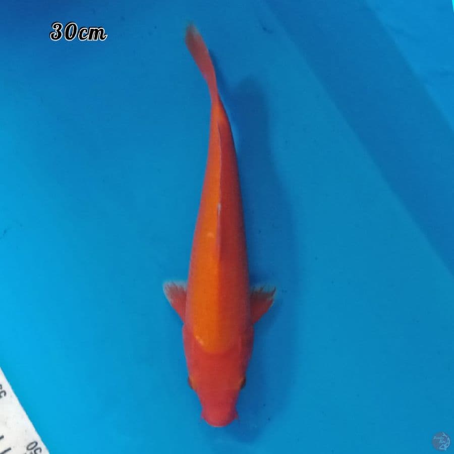 BENIGOI TEMBUS