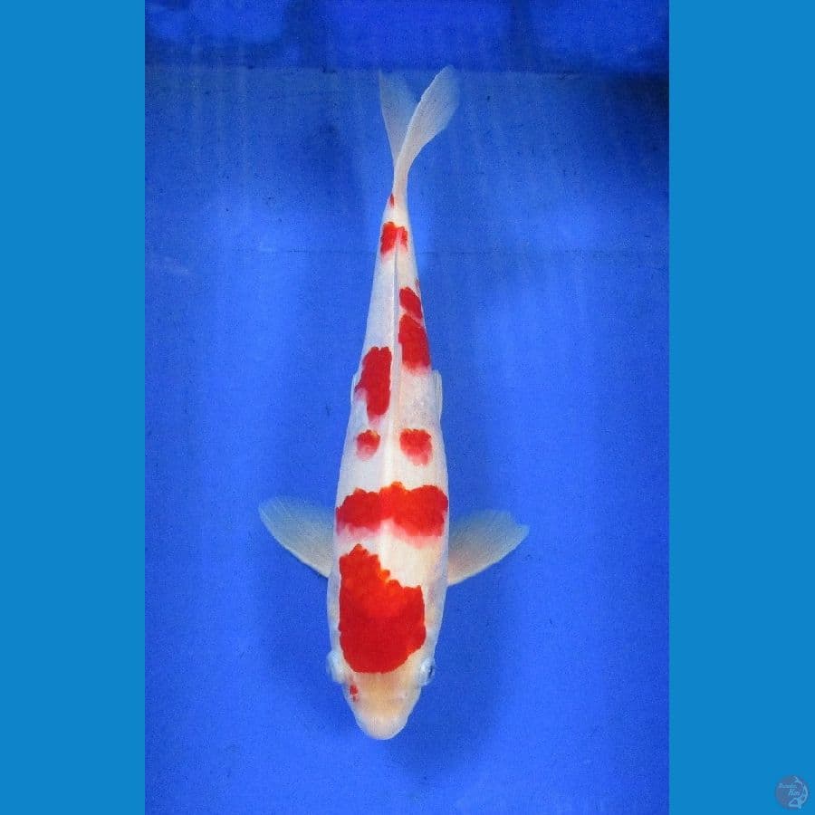 kohaku ±34cm