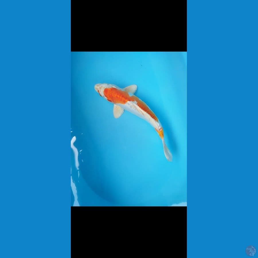 #kujaku doitsu34 cm