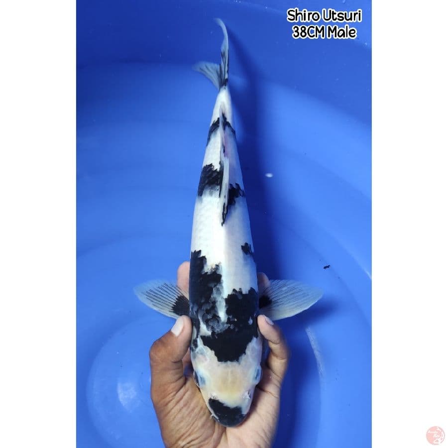Bahan KC - Shiro Utsuri 38CM Male