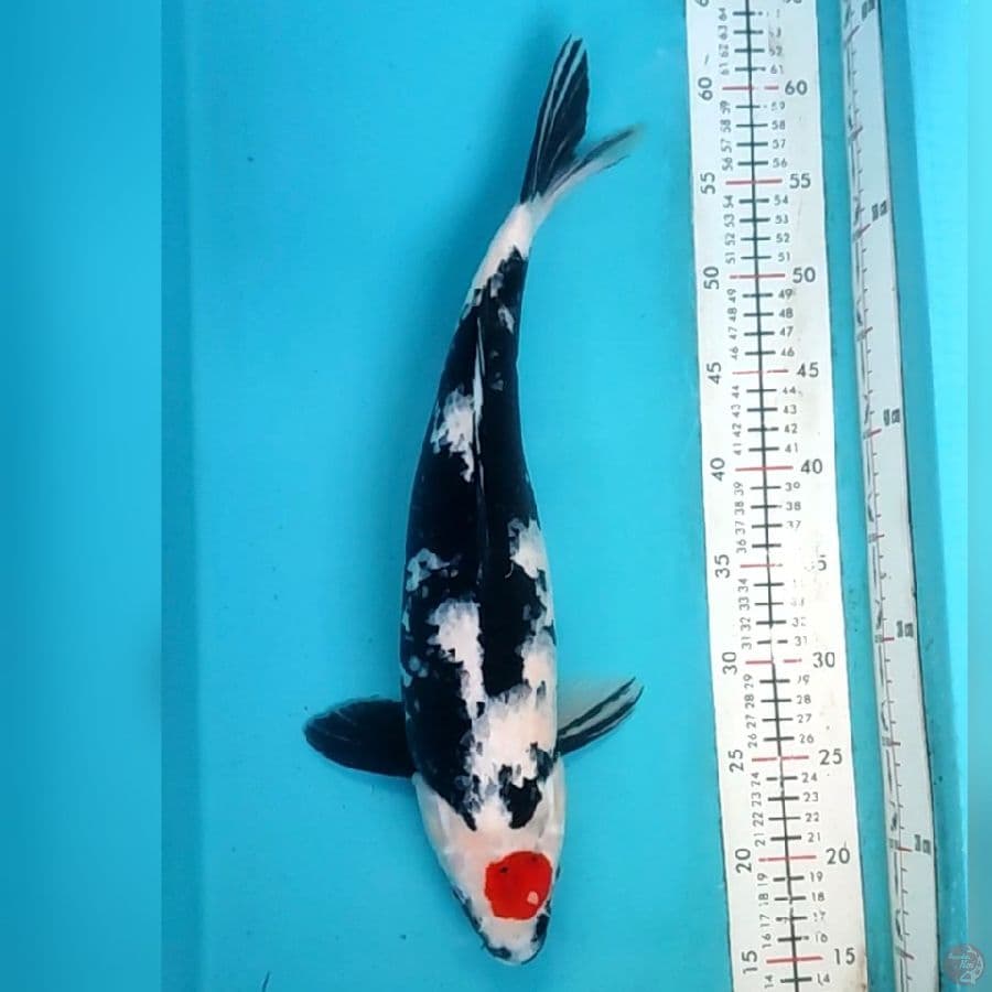 tanco sowa 45cm/f