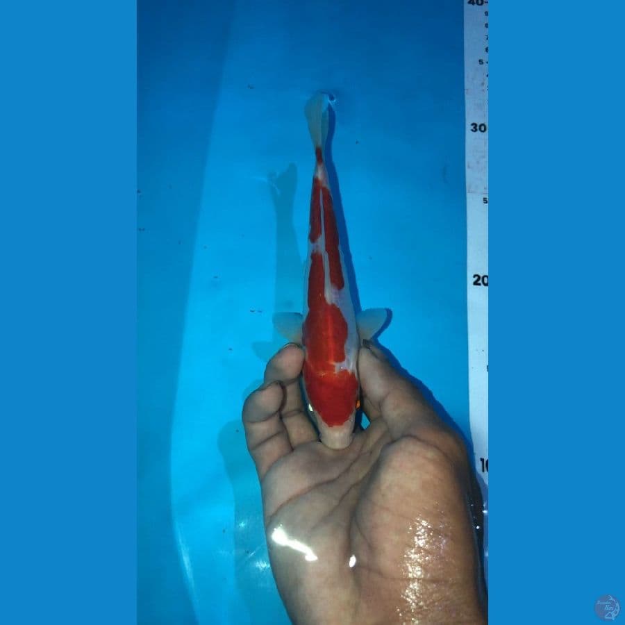 Kohaku Doit 15cm