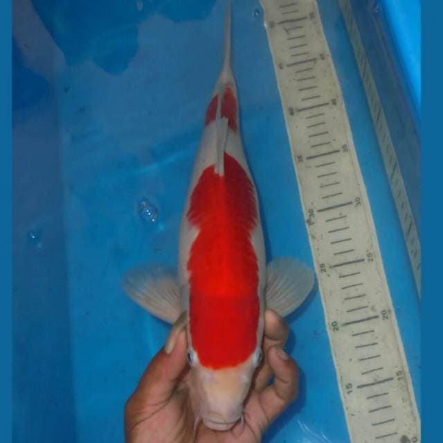 KOHAKU RAPI