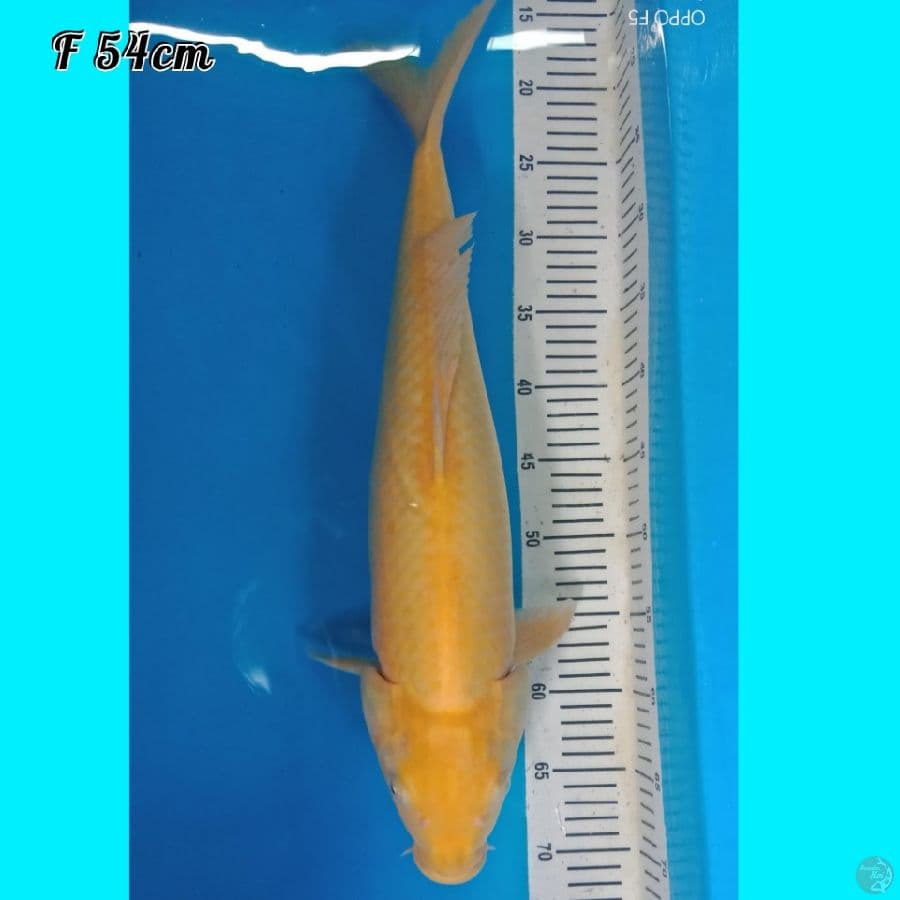 JUMBO KARASI