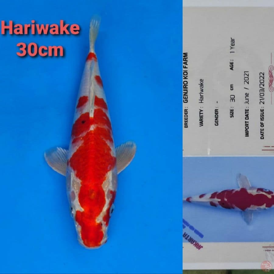 GENJIRO HARIWAKE 30CM