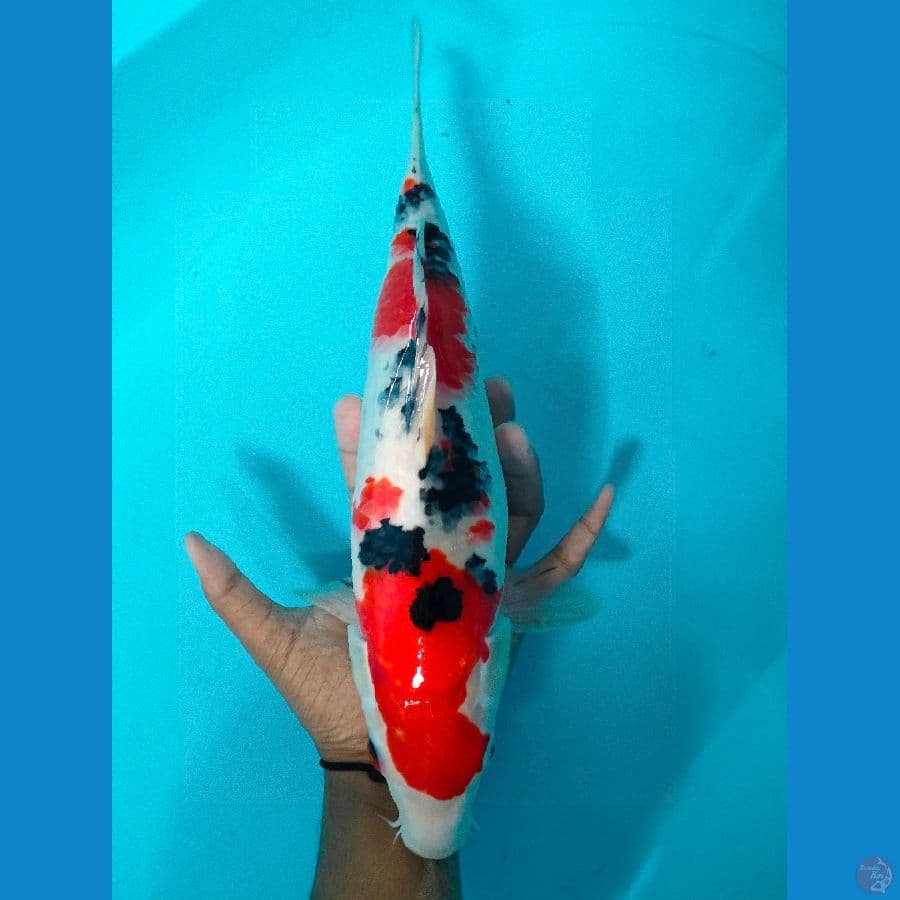Sanke Good Skin Male-35cm