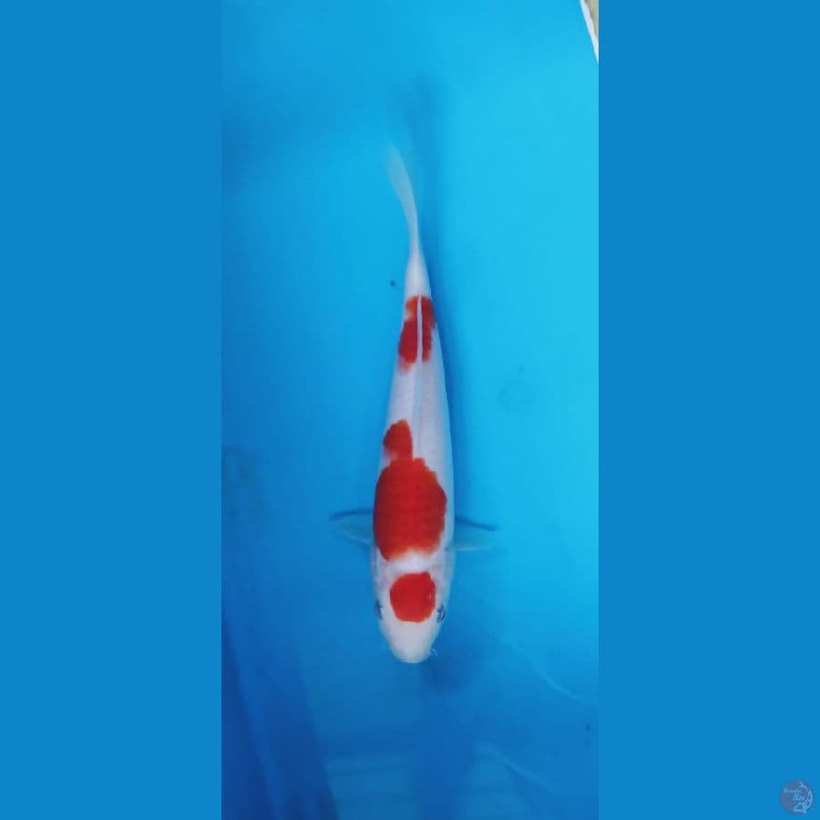 kohaku