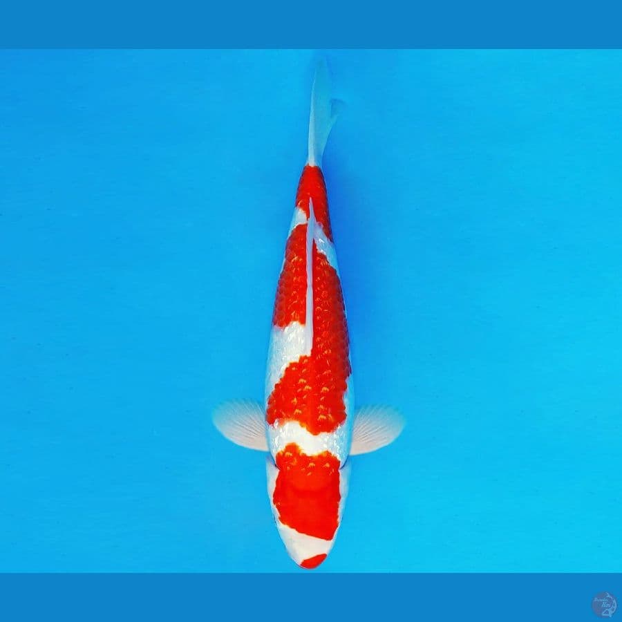ASAKUSA 1 - KOHAKU GIN RIN 34 cm/fm ®