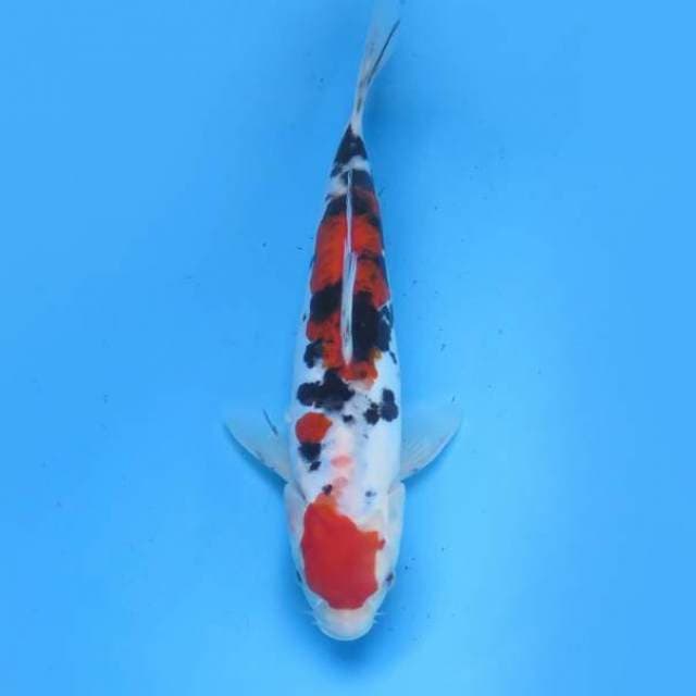 Sanke doitsu 24 cm