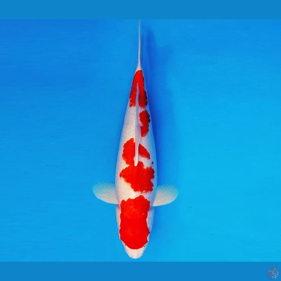 ASAKUSA 9 - KOHAKU 35 cm/fm ®