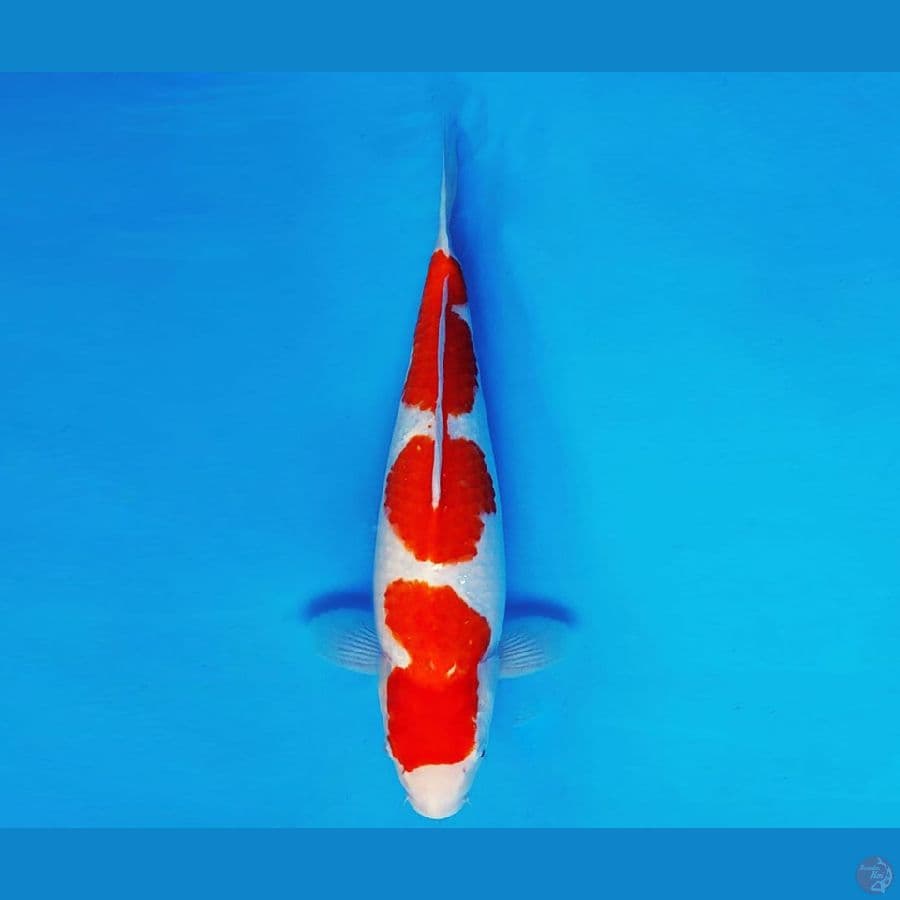 ASAKUSA 10 - KOHAKU 35 cm/fm ®