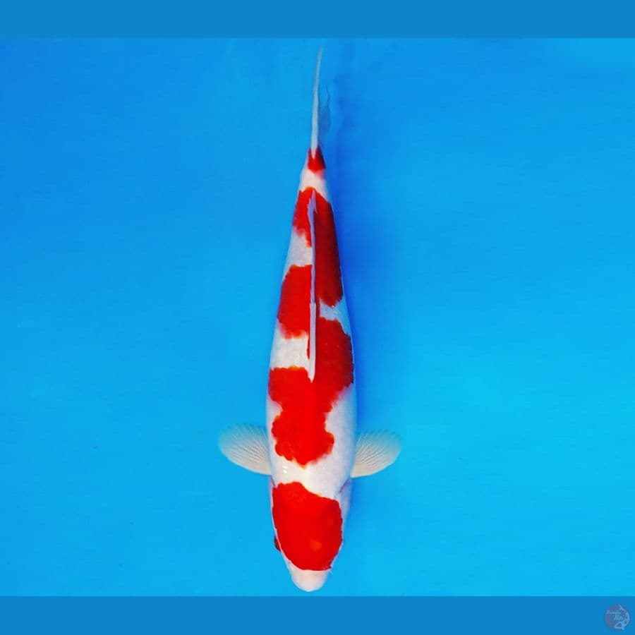 ASAKUSA 11 - KOHAKU 36 cm/male ®
