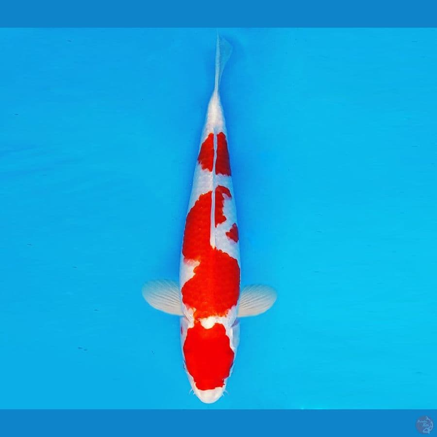ASAKUSA 13 - KOHAKU HIKARI 35 cm/male ®