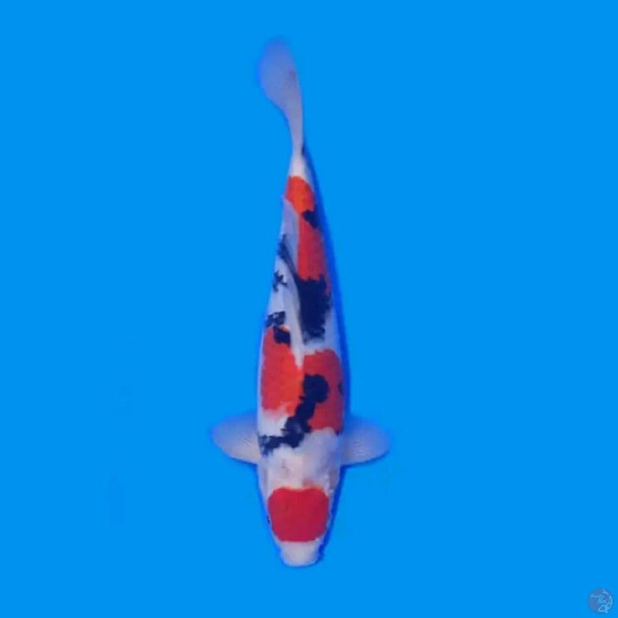 Showa 30cm