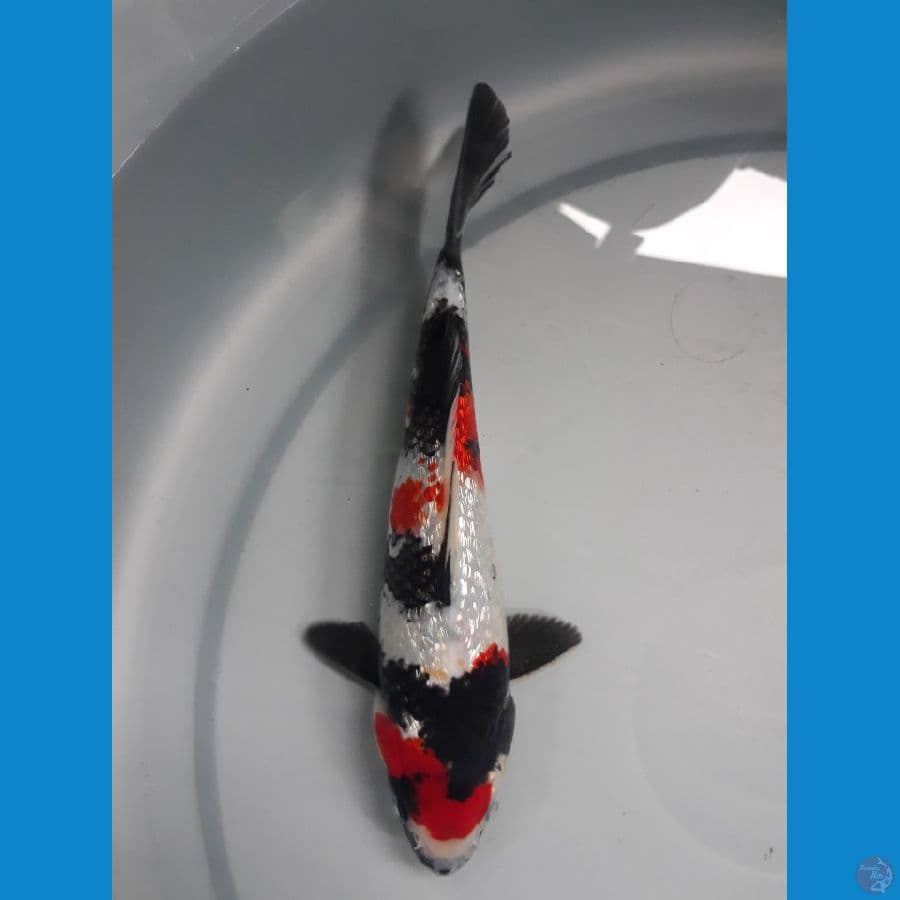 Kinginrin A - Showa Ginrin 22cm ORI