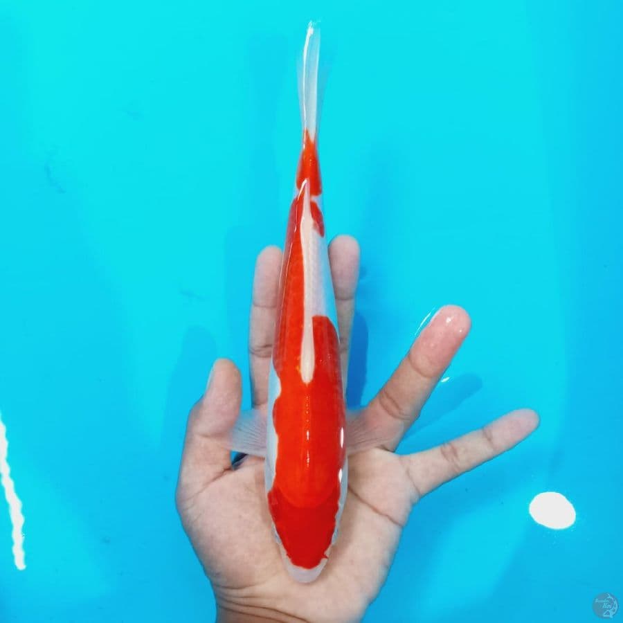 kohaku doitsu
