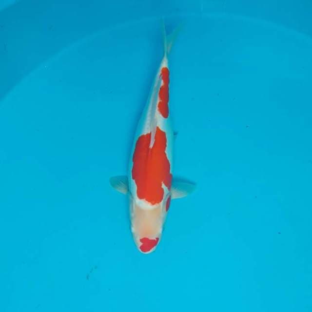 Kohaku Doitsu