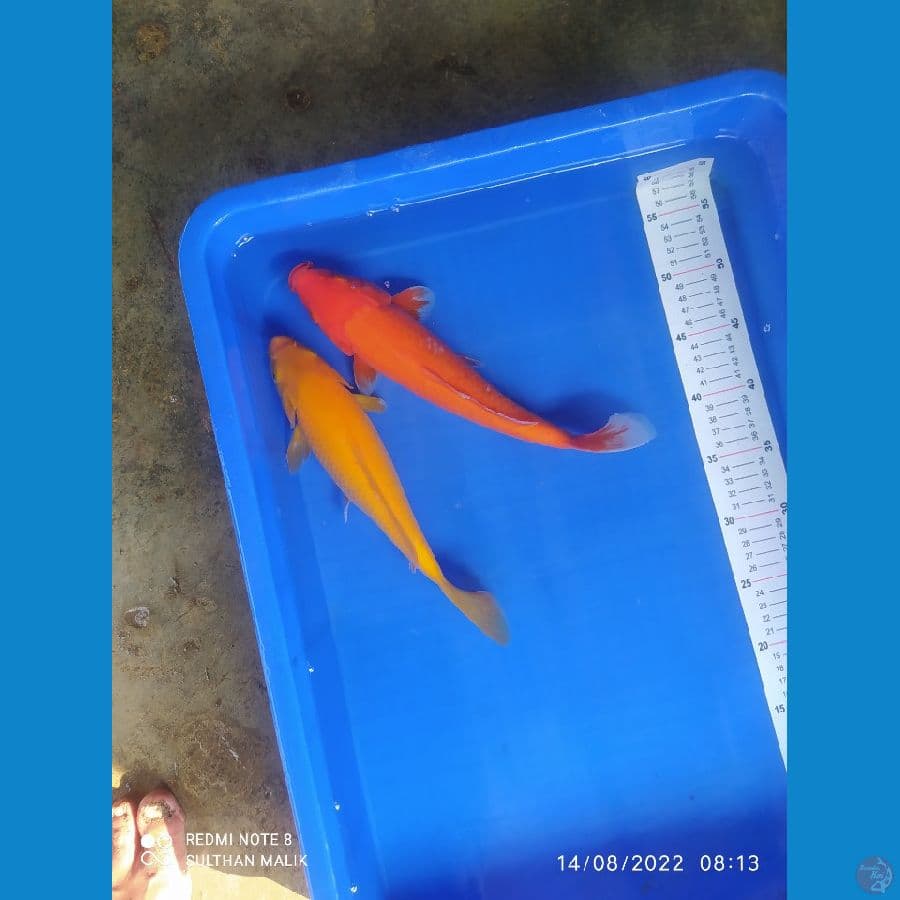 karasi benigoi 29/30 cm