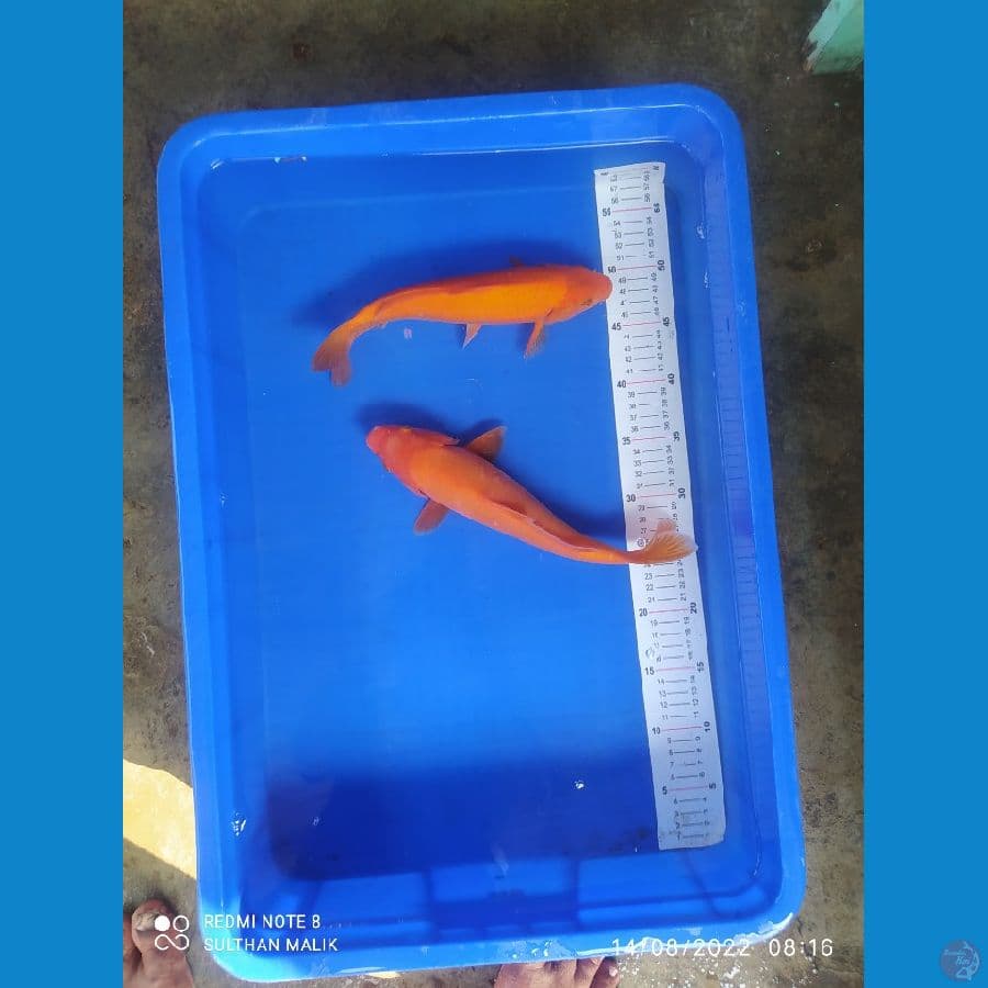 red karaai29/30 cm