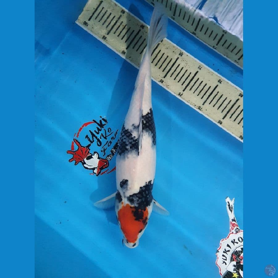tancho showa 45 cm ori.