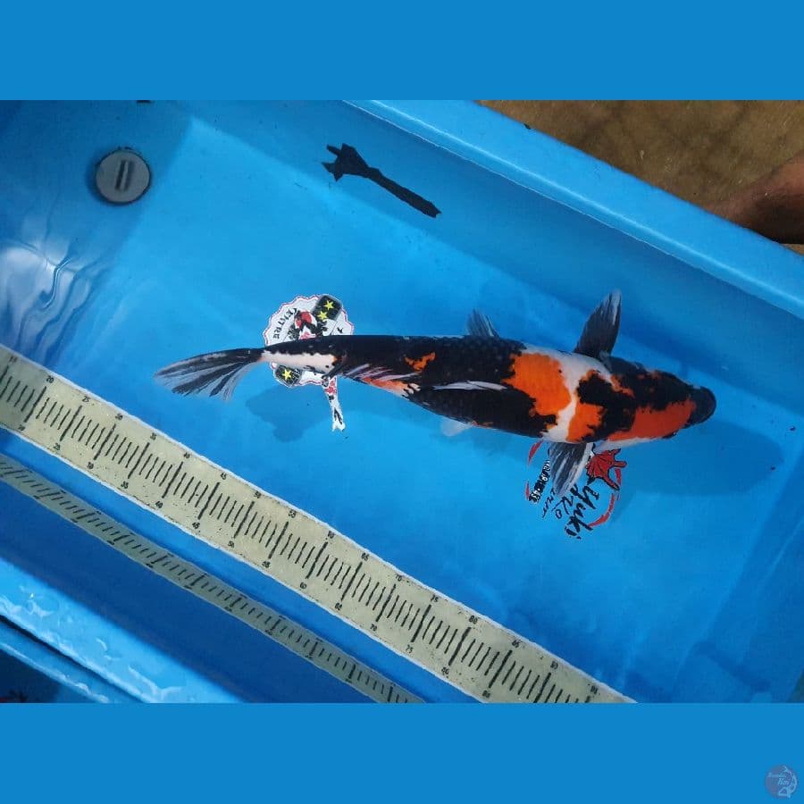 Showa male 57 cm.