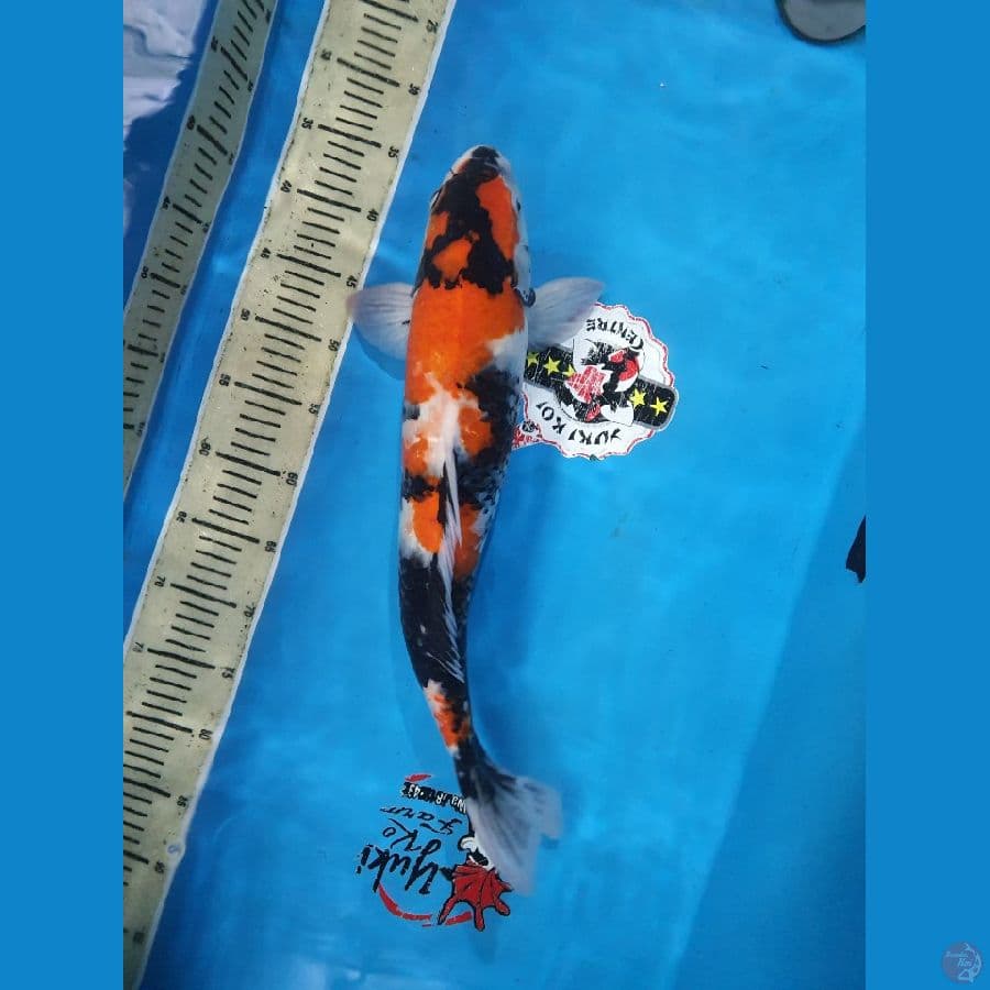 Showa 50 cm male.