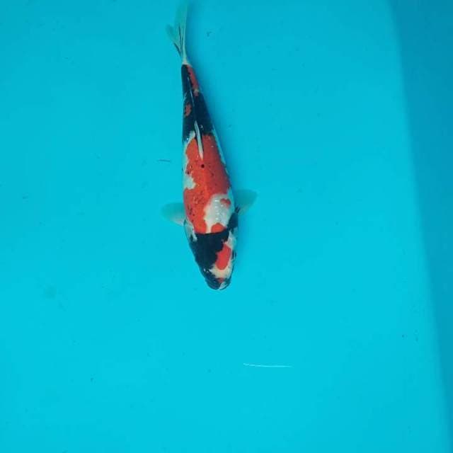 Showa