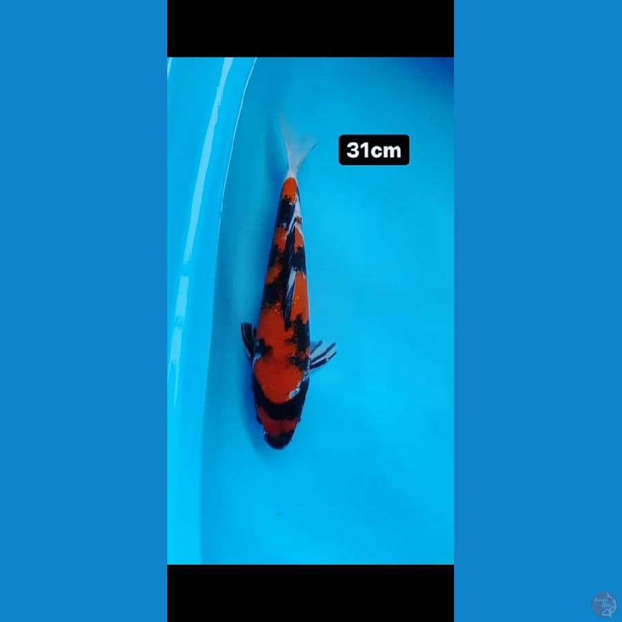 SHOWA 31CM