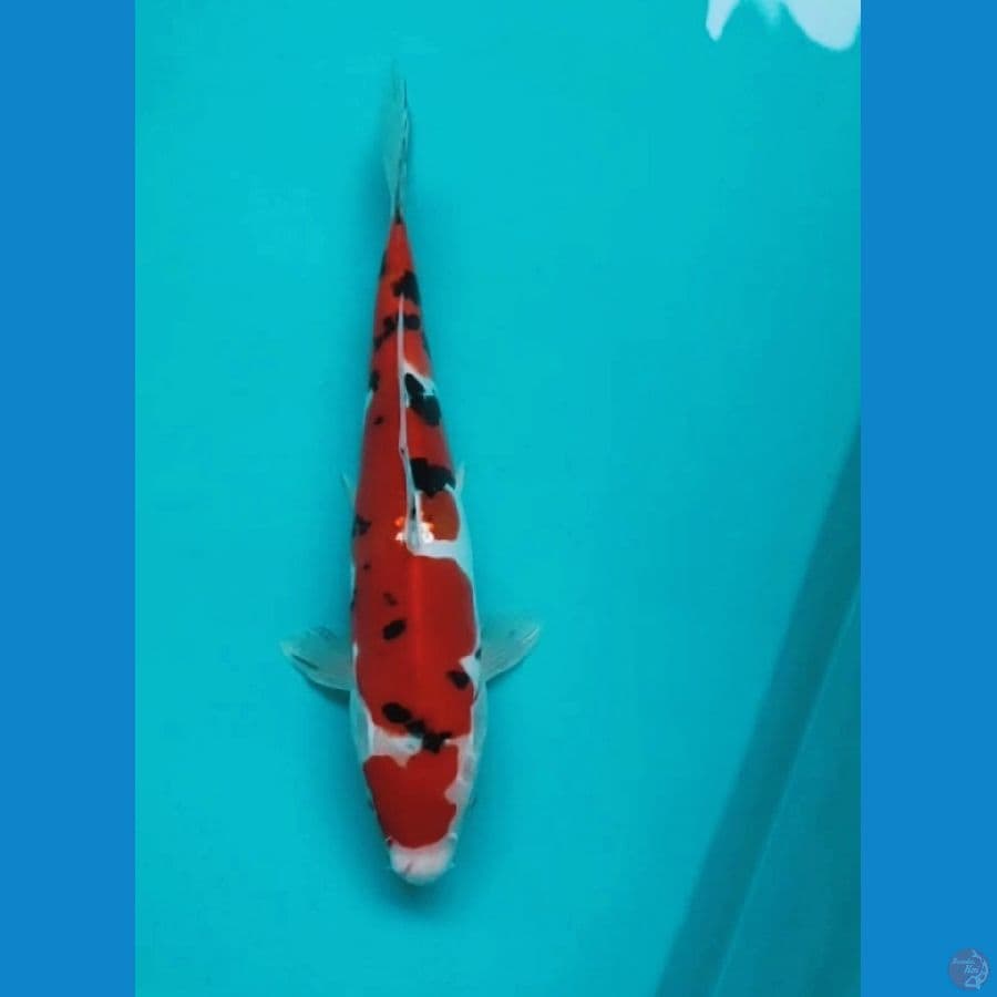 MARUTEN SANKE DOIT 25CM