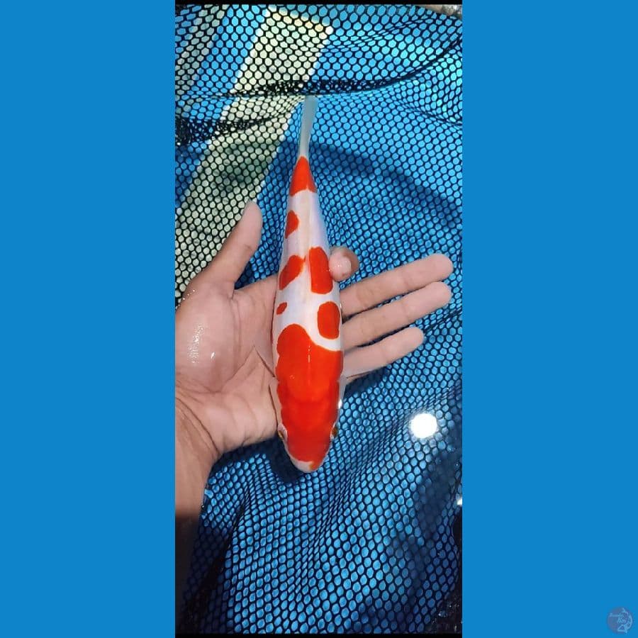 doitsu murni _24 cm