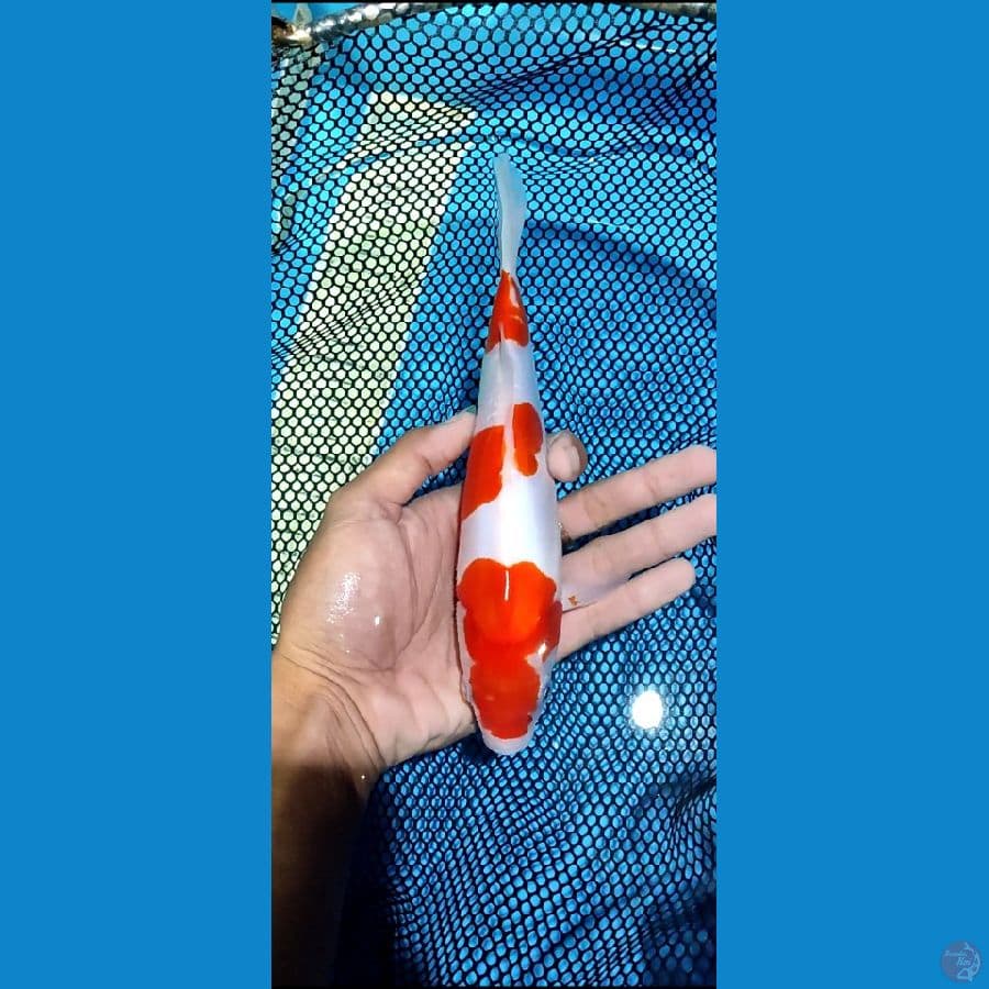 doitsu kohaku _ 23 cm