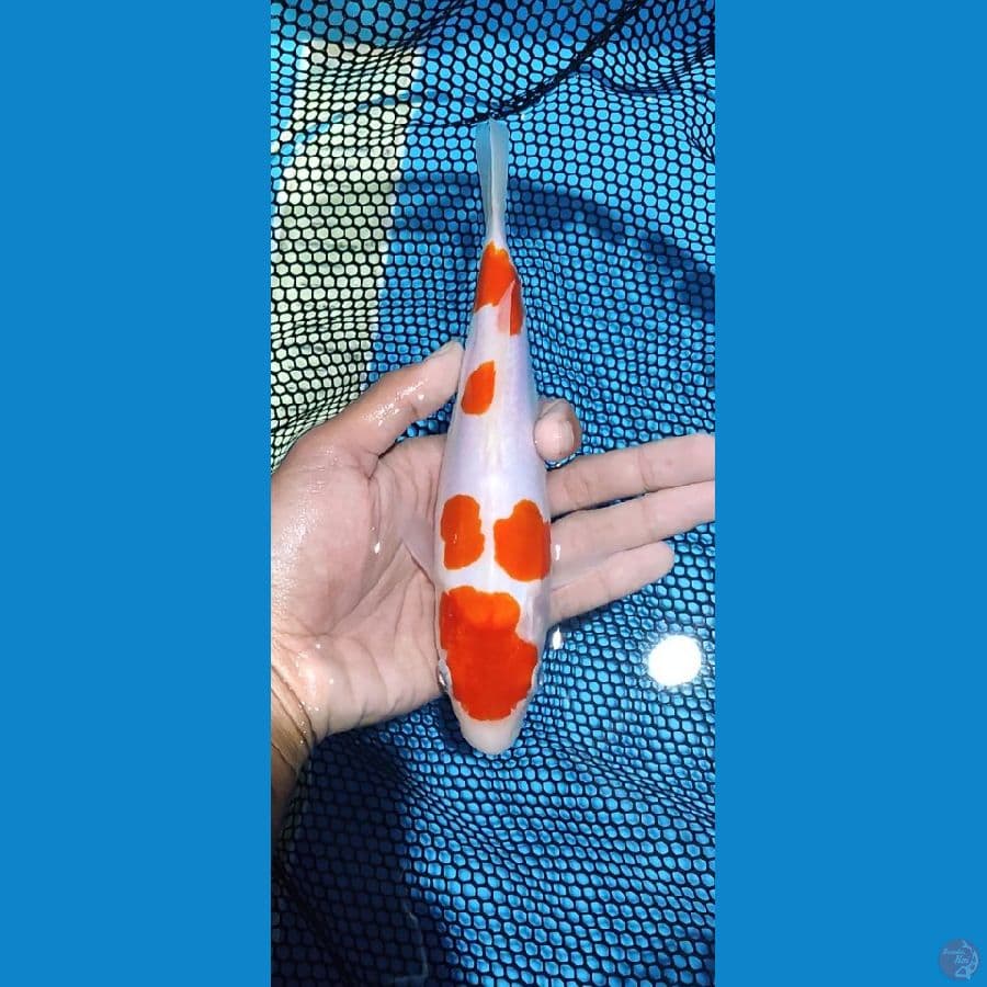 doitsu kohaku_23 cm