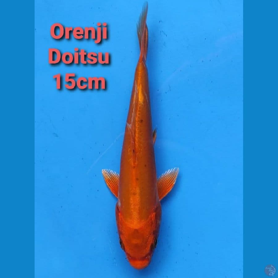 GENJIRO ORENJI DOITSU 15CM
