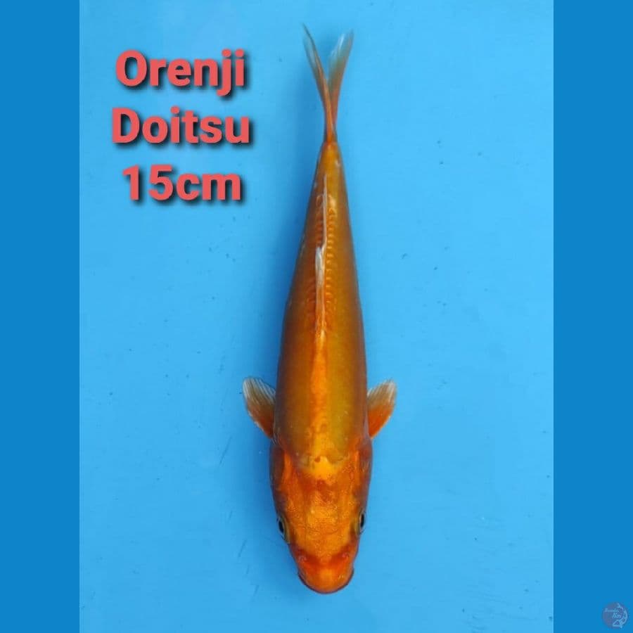 GENJIRO ORENJI DOITSU 15CM