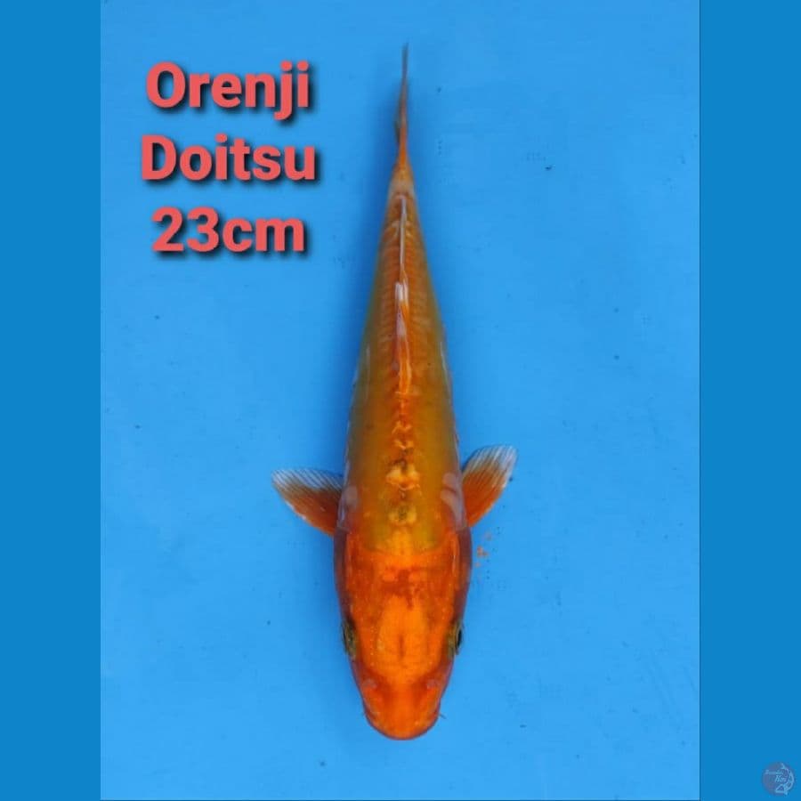 GENJIRO ORENJI DOITSU 23CM