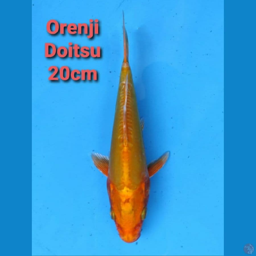 GENJIRO ORENJI DOITSU 20CM