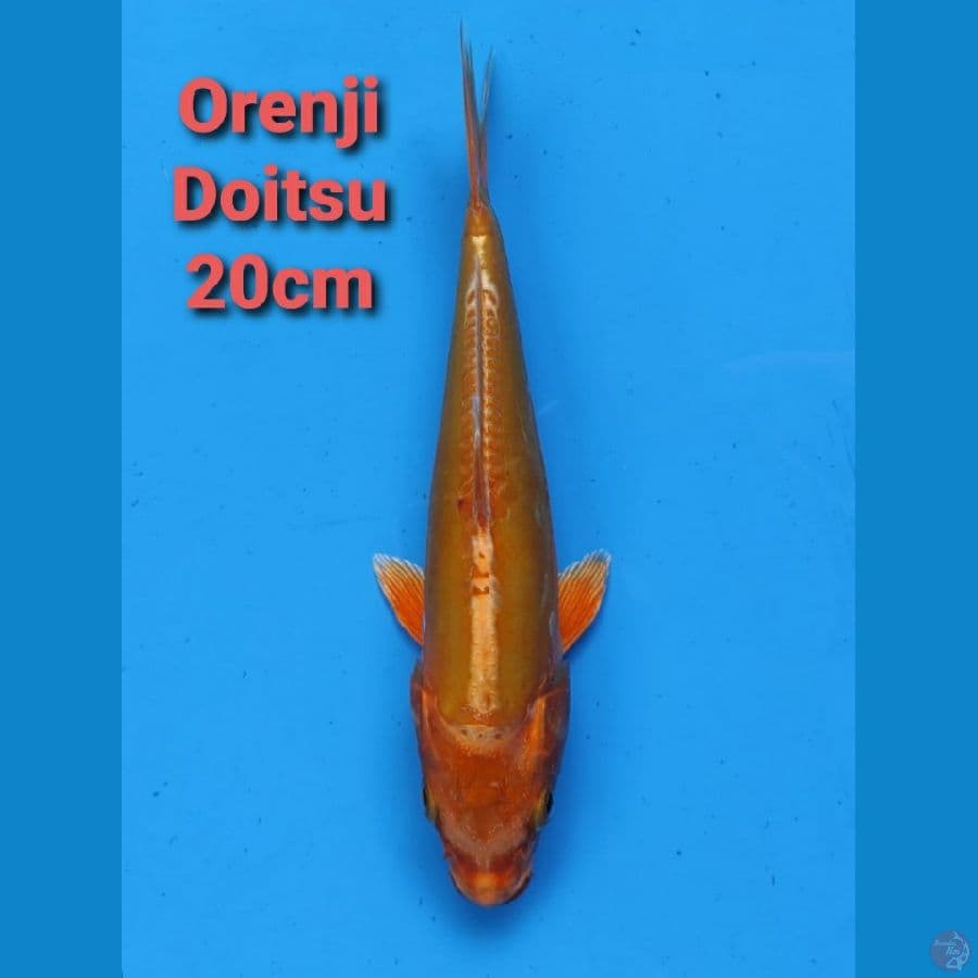 GENJIRO ORENJI DOITSU 20CM