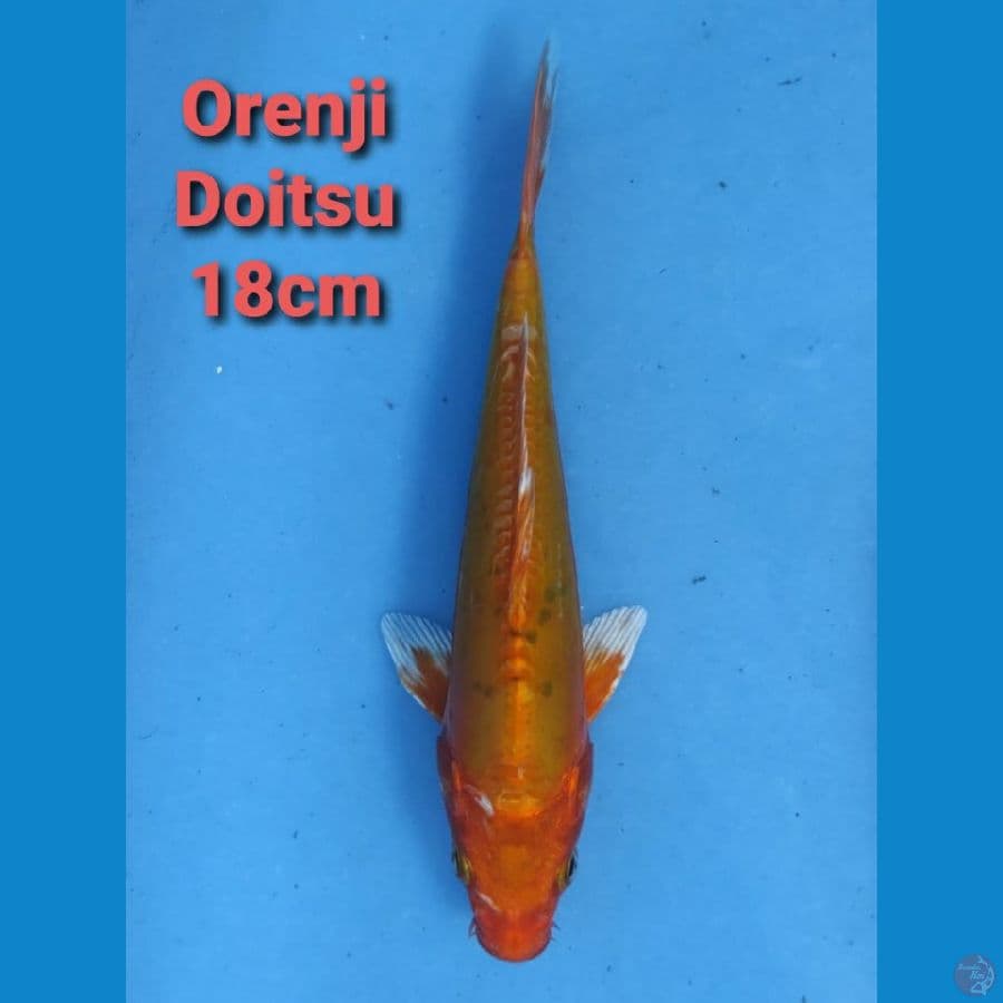 GENJIRO ORENJI DOITSU 18CM
