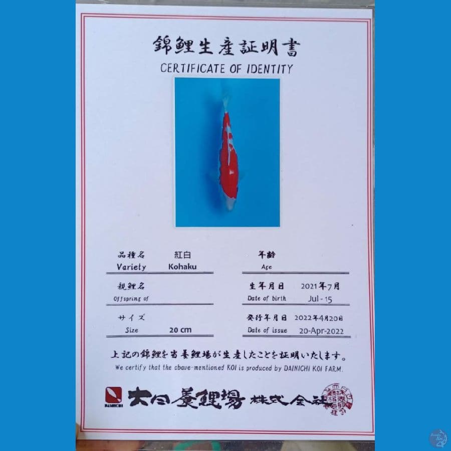 Dainichi Kohaku sz 25cm