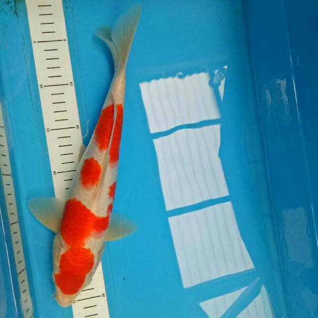 Original Male 33 cm