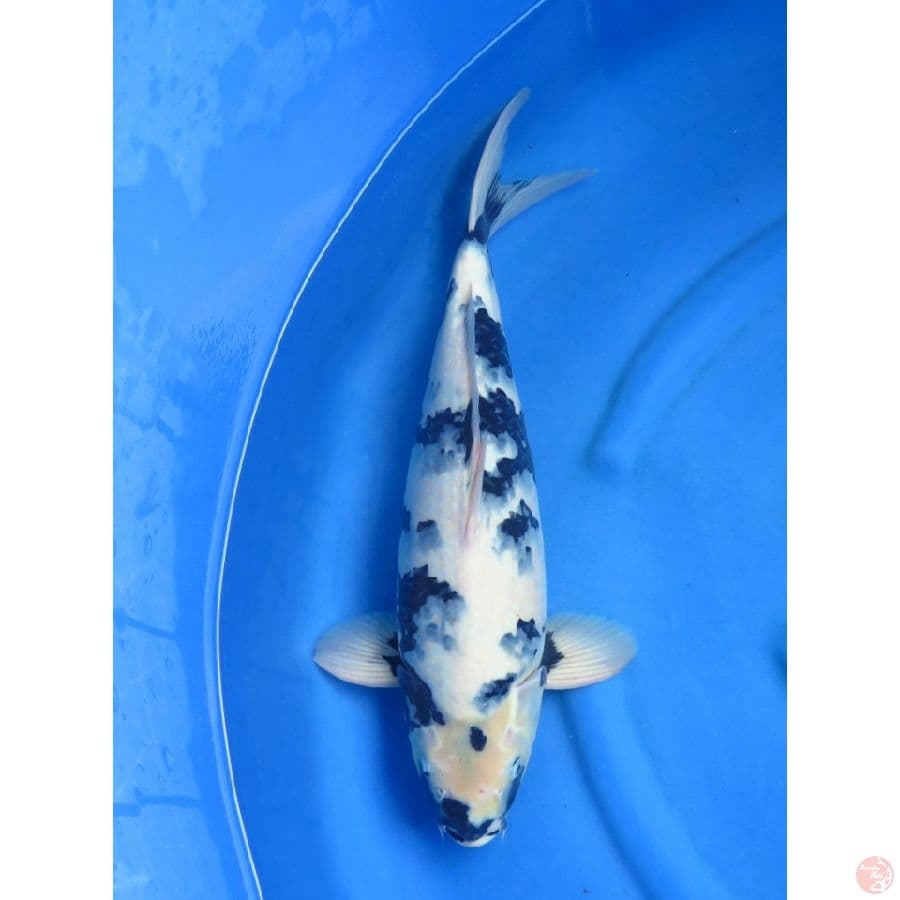 47cm , Jumbo Shiro F1