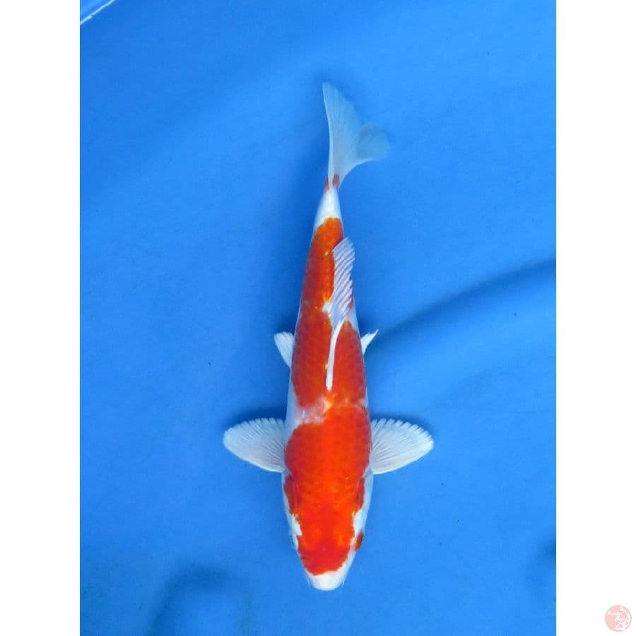 27cm , Kin Khusui