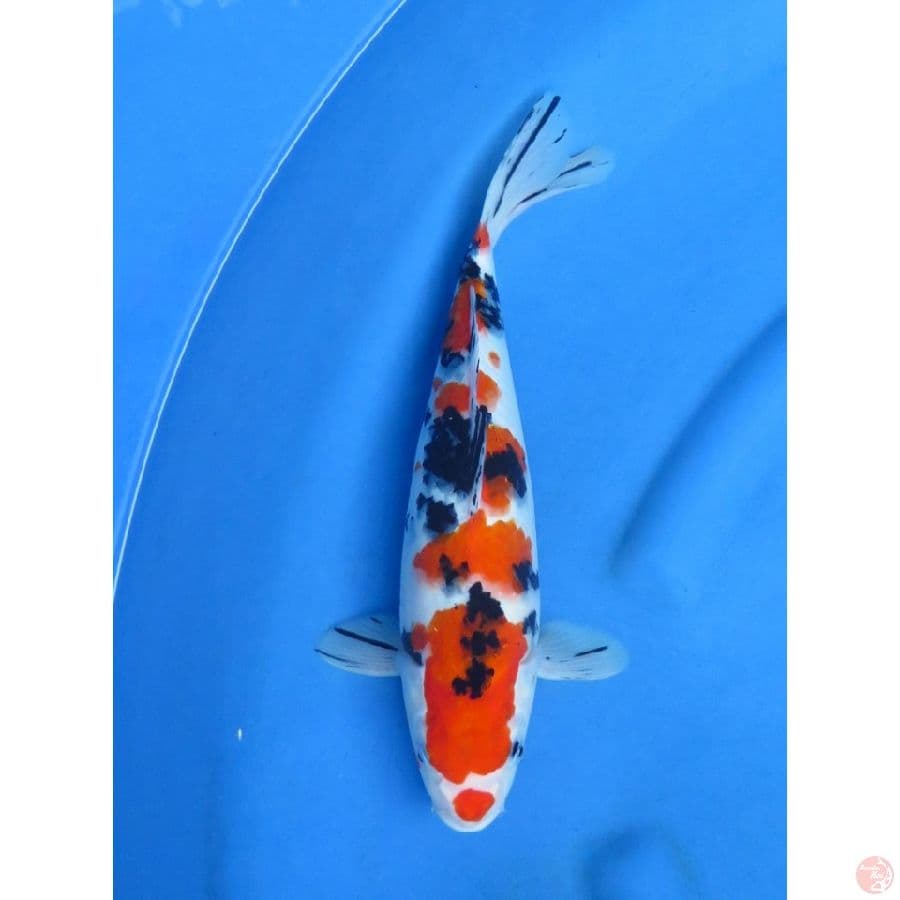 32cm , Taisho Sanke