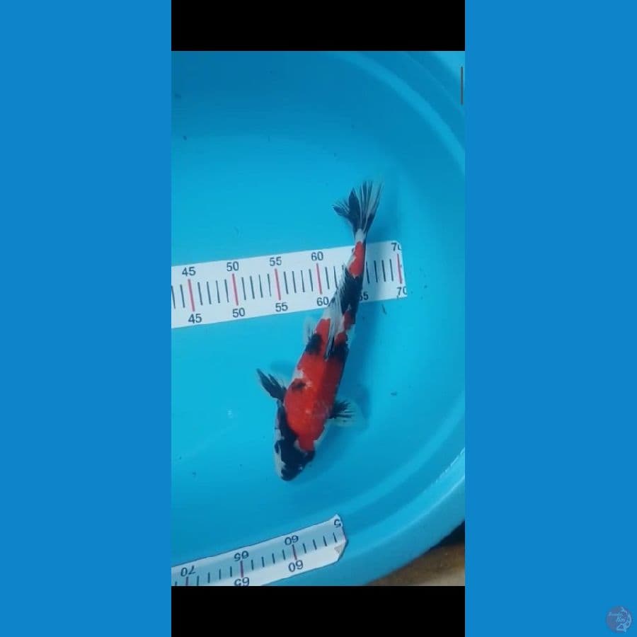 showa 35cm