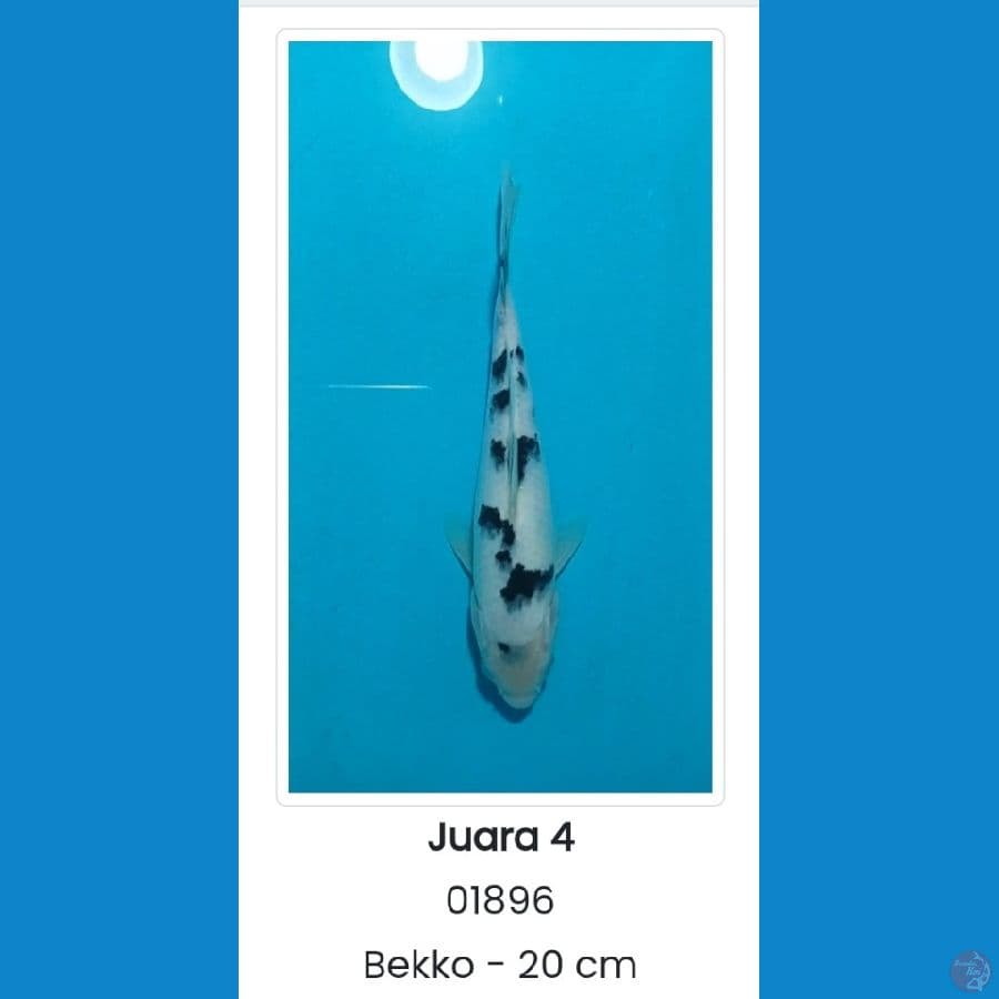 bekko sq serti juara 4