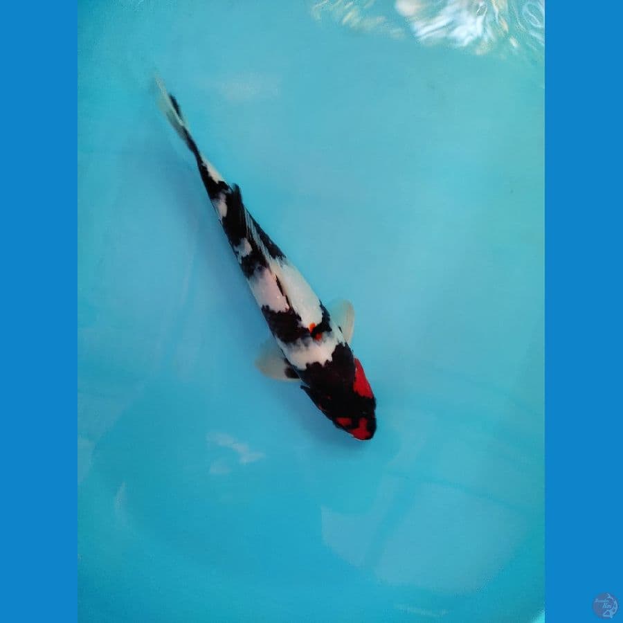 Tanco Showa ori 33 cm.male